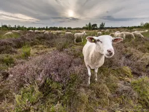 The Loonse and Drunense Duinen National Park