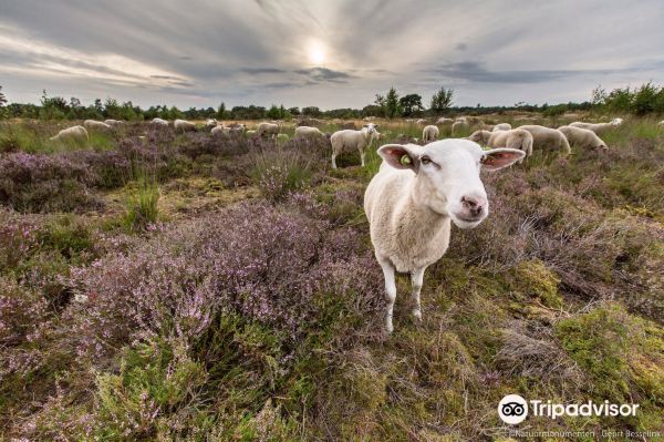 The Loonse and Drunense Duinen National Park