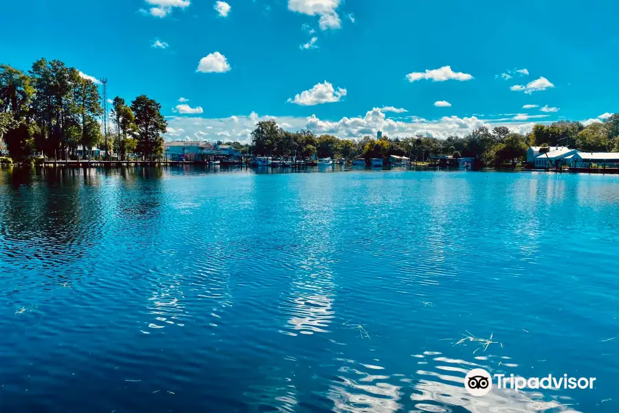 Captain Mike's Swimming with Manatees