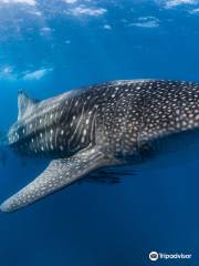 Ningaloo Discovery Whale Shark Tours