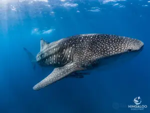 Ningaloo Discovery Whale Shark Tours