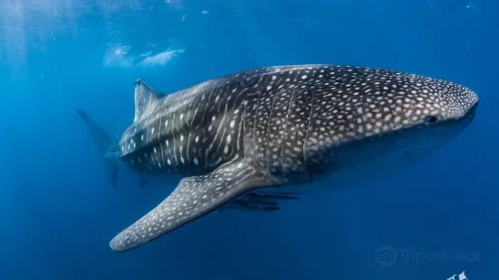 Ningaloo Discovery Whale Shark Tours