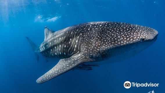 Ningaloo Discovery Whale Shark Tours