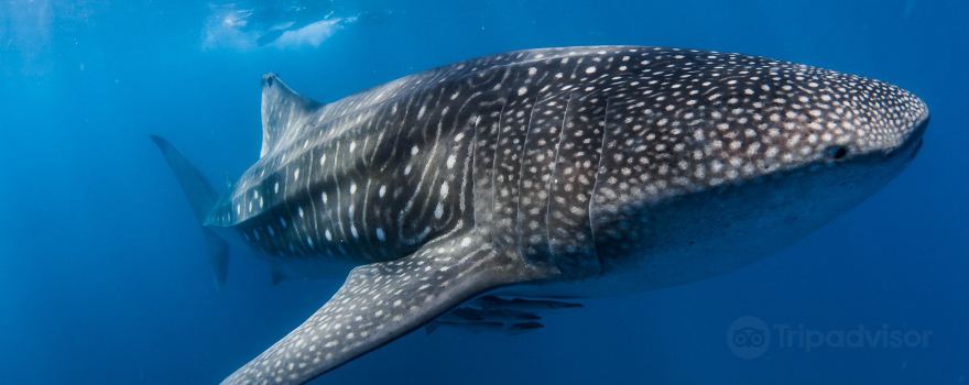 Ningaloo Discovery Whale Shark Tours