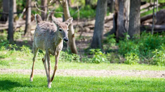 Fawn Doe Rosa Wildlife Educational Park