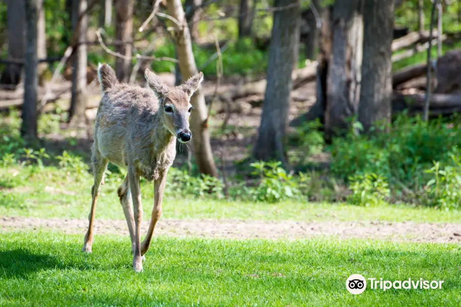 FAWN-DOE-ROSA Wildlife Educational Park