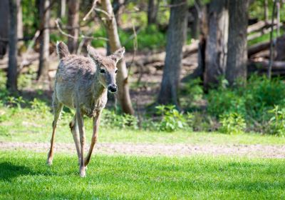 FAWN-DOE-ROSA Wildlife Educational Park