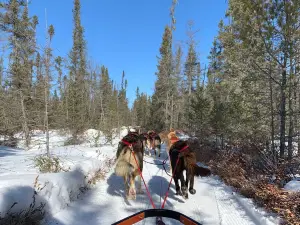 Chilly Dogs Sled Dog Trips
