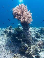 Bali Hai Diving Menjangan
