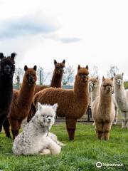 Alpacafarm Riethoven