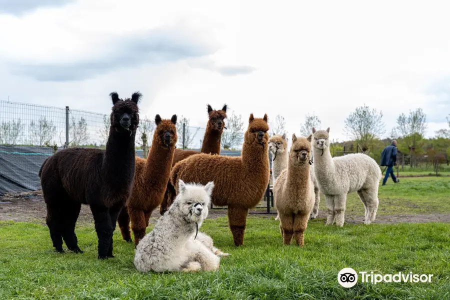 Alpacafarm Riethoven