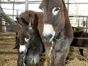 Cannon Hall Farm