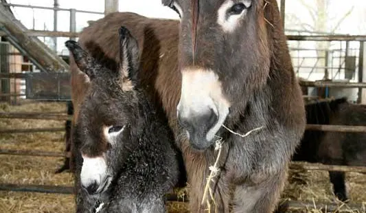 Cannon Hall Farm