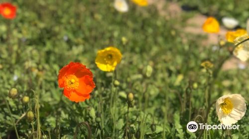 Kozan Lavender no Oka Kurose Farm