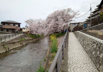 Cherry Trees along the Gojo River bank