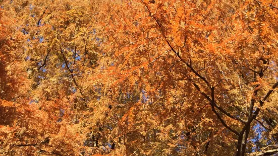 The University of Tokyo, Tanashi Forest