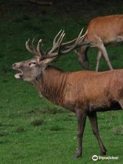 Wildpark Donsbach