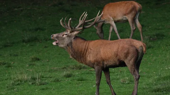 Wildpark Donsbach