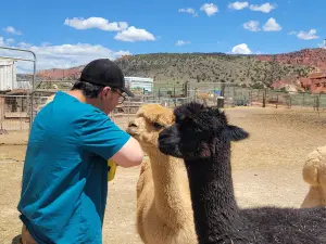Circle Cliff Ranch Alpacas