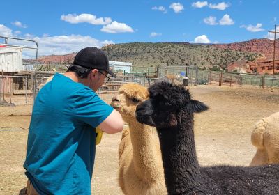 Circle Cliff Ranch Alpacas