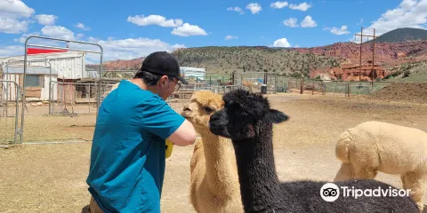 Circle Cliff Ranch Alpacas