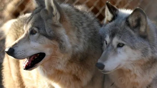 Saint Francis Wolf Sanctuary