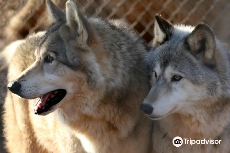 Saint Francis Wolf Sanctuary