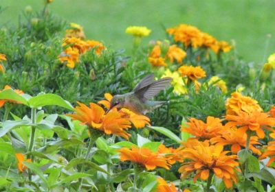 Dubuque Arboretum & Botanical Gardens