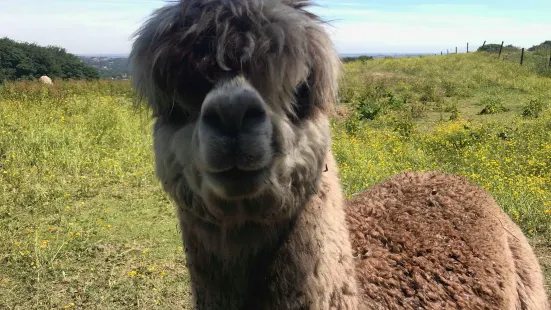 Mayfield Alpacas Animal Park