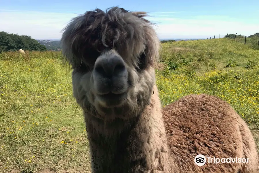 Mayfield Alpacas Animal Park