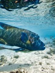 Jacques Cousteau's Underwater Reserve