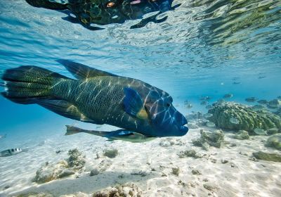 Jacques Cousteau's Underwater Reserve