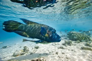 Jacques Cousteau's Underwater Reserve