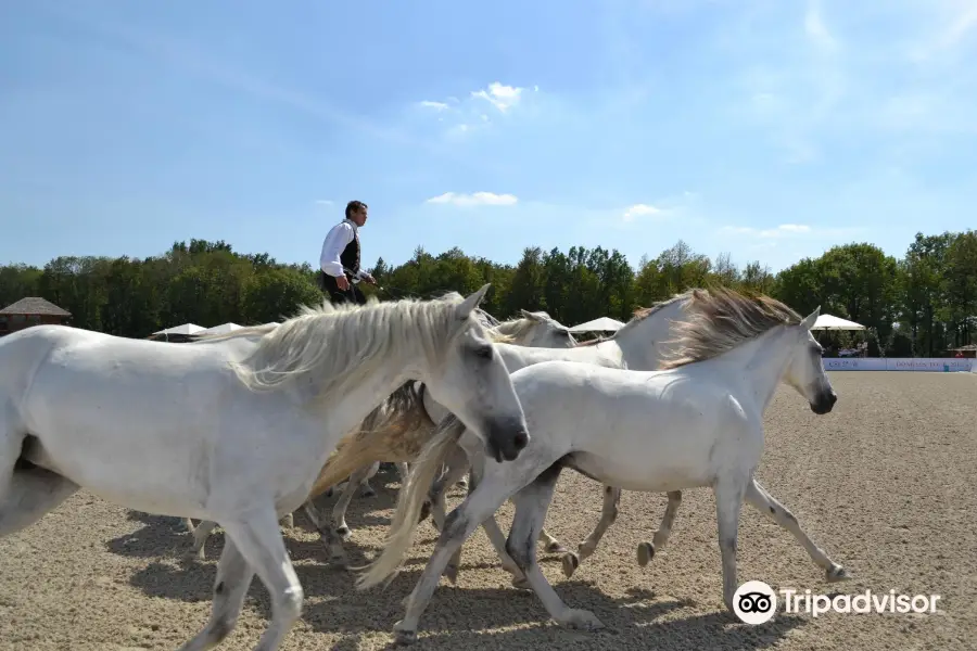 Donbass Equicentre