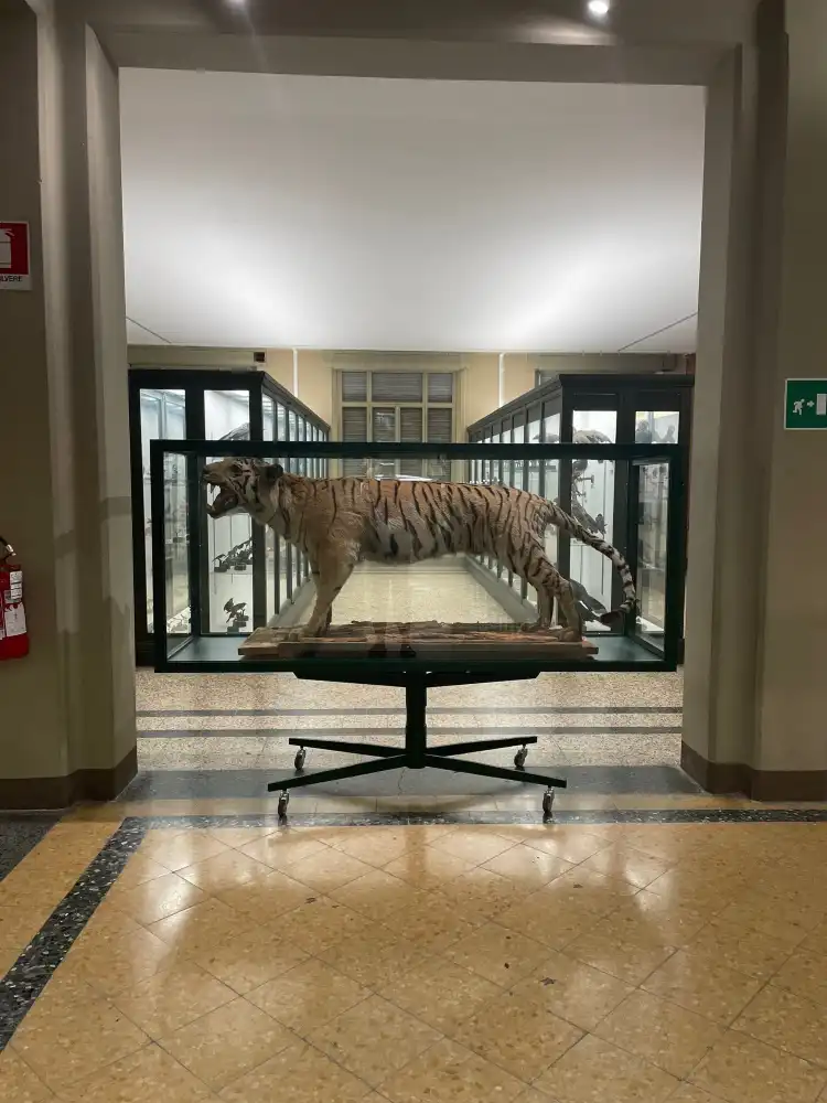 Hotels near Museum of Zoology