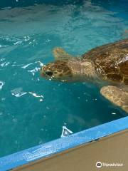 The Karen Beasley Sea Turtle Rescue and Rehabilitation Center