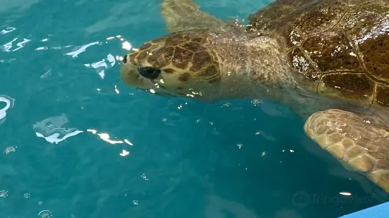 The Karen Beasley Sea Turtle Rescue and Rehabilitation Center