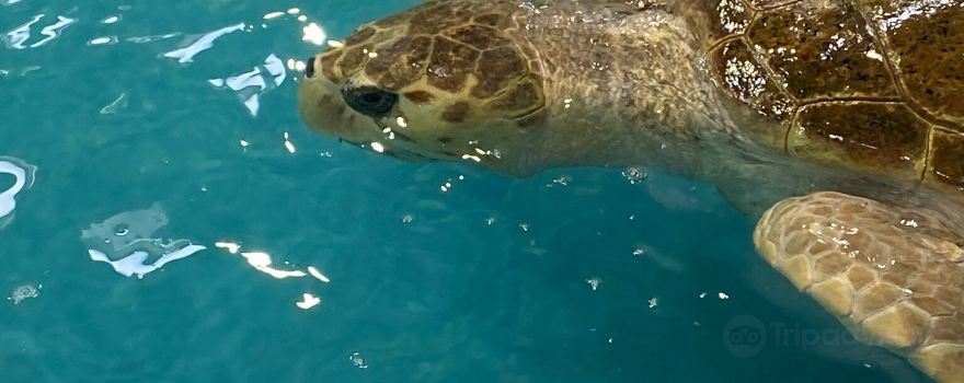 The Karen Beasley Sea Turtle Rescue and Rehabilitation Center