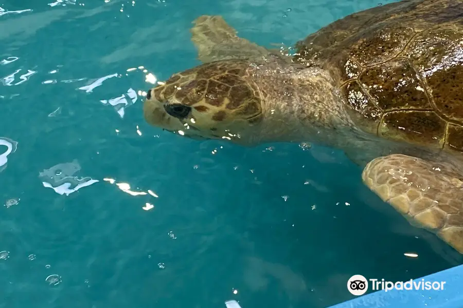 The Karen Beasley Sea Turtle Rescue and Rehabilitation Center