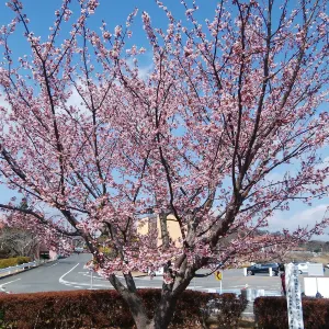 日立市かみね公園
