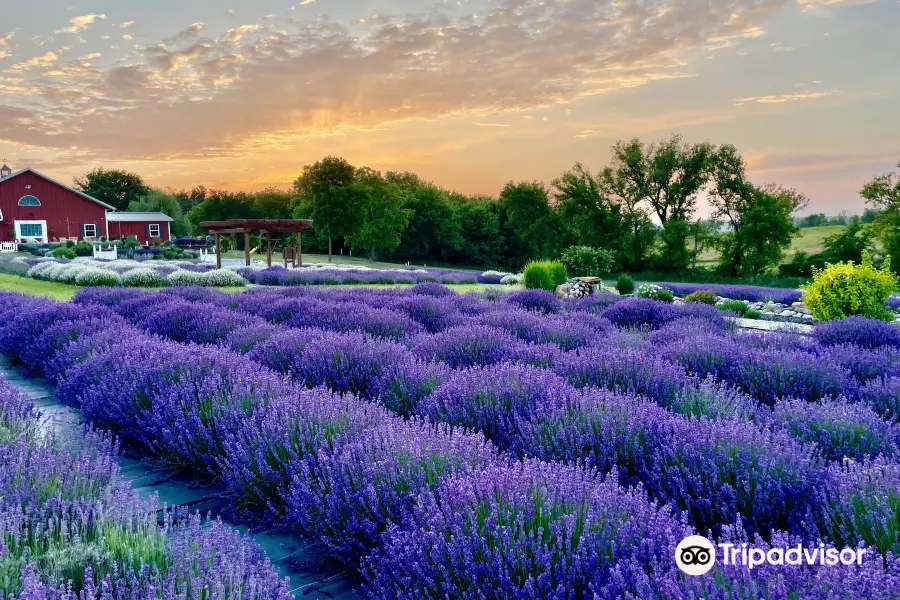 New Life Lavender & Cherry Farm