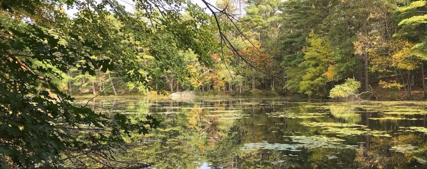 Harold Parker State Forest