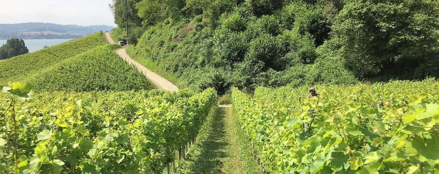 Haut-Vully