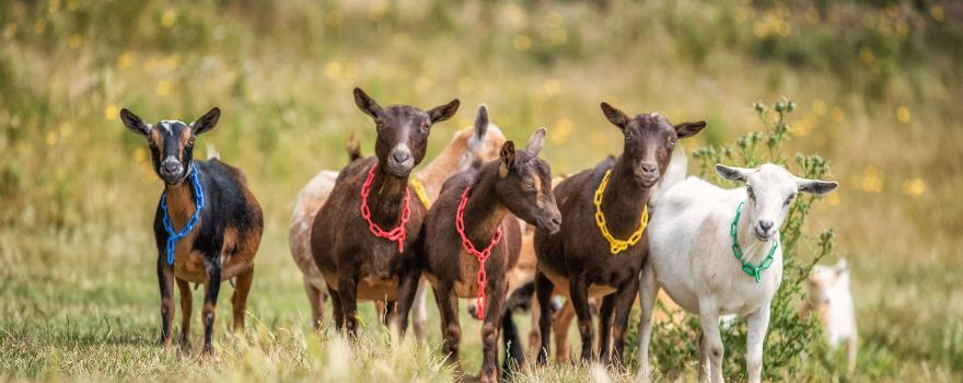 Yellow Point Farms