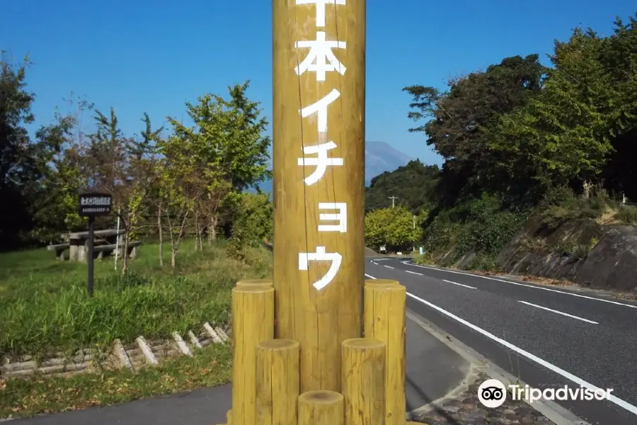 垂水千本銀杏園