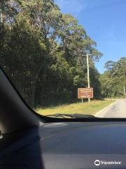 Tarkine Forest Adventure