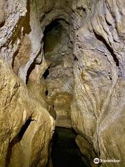 Kaniwhaniwha: Nikau Walk and Kaniwhaniwha Caves