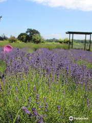 Sauvie Island Lavender Farm