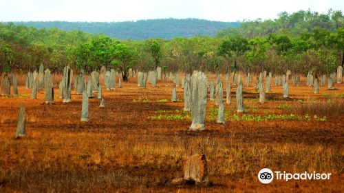 Magnetic Termite Mounds