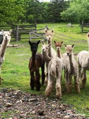 Meadowview Alpaca Farm